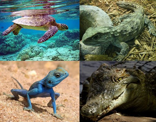 các loài cá và động vật dưới nước