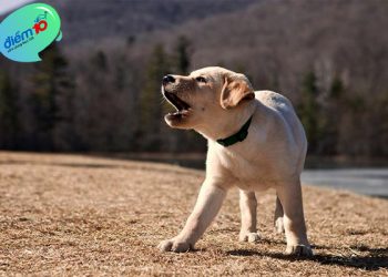 Chó sủa là chó không cắn nghĩa là gì?