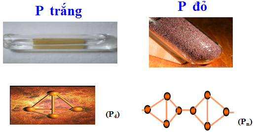 Các tính chất vật lý của photpho trắng và photpho đỏ