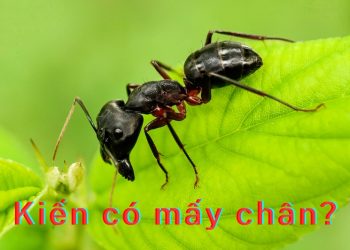 Con kiến có bao nhiêu chân?