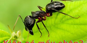 Con kiến có bao nhiêu chân?